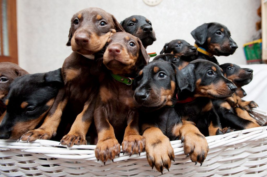 Doberman-Pinscher-puppy